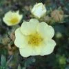 Potentilla Fruticosa Primrose Beauty - Potentille Arbustive -Promos Jardin Bulbes Magasin Potentille Fruticosa Primrose Beauty 7591 1