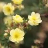 Potentilla Fruticosa Lemon Meringue- Potentille Arbustive 2 Potentilla Fruticosa Lemon Meringue- Potentille Arbustive -Promos Jardin Bulbes Magasin Potentille Lemon meringue 82554 1
