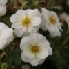 Potentilla Fruticosa Creme Brulée- Potentille Arbustive -Promos Jardin Bulbes Magasin Potentille arbustive Creme brulee 82553 1