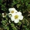 Potentilla Fruticosa Tilford Cream- Potentille Arbustive -Promos Jardin Bulbes Magasin Potentille arbustive Potentilla fruticosa Tilford Cream copyright 1001711 2