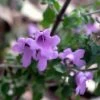 Prostanthera Rotundifolia - Menthe Australienne -Promos Jardin Bulbes Magasin Prostanthera rotundifolia 83441 1