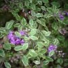 Prostanthera Rotundifolia Variegata - Menthe Australienne -Promos Jardin Bulbes Magasin Prostanthera rotundifolia Variegata V 1008171 1