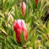 Protea Pink Ice - Protée Hybride -Promos Jardin Bulbes Magasin Protea Pink Ice Protee hybride copyright 16690 1