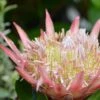 Protea Little Prince - Protée Royale -Promos Jardin Bulbes Magasin Protea cynaroides LITTLE PRINCE copyright 870741 1
