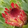 Protea Eximia - Protée à Feuilles Larges -Promos Jardin Bulbes Magasin Protea eximia Protee a feuilles larges copyright 16688 1