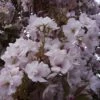 Prunus Serrulata Amanogawa -Promos Jardin Bulbes Magasin Prunus Amanogawa 781794 1