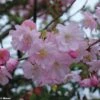 Cerisier Du Japon - Prunus Accolade -Promos Jardin Bulbes Magasin Prunus accolade 9569 1