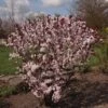 Prunus Cistena - Prunier Des Sables -Promos Jardin Bulbes Magasin Prunus cistena 84219 1