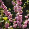Cerisier à Fleurs - Prunus Glandulosa Sinensis -Promos Jardin Bulbes Magasin Prunus glandulosa Sinensis copyright 873141 1