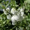Cerisier à Fleur - Prunus Glandulosa Alba Plena -Promos Jardin Bulbes Magasin Prunus glandulosa alba plena 7582 1