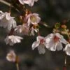 Cerisier à Fleurs Du Japon Nain - Prunus Incisa Mikinori -Promos Jardin Bulbes Magasin Prunus incisa Mikinori 84220 1