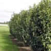 Laurier Cerise Genolia, Prunus Laurocerasus Genolia, Laurière Genolia -Promos Jardin Bulbes Magasin Prunus laurocerasus Genolia 88574 1