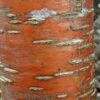 Prunus Maackii Amber Beauty - Cerisier De Mandchourie