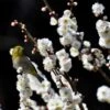 Pêcher à Fleurs - Prunus Persica Taoflora White -Promos Jardin Bulbes Magasin Prunus persica Taoflora White 781992 1