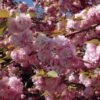 Cerisier à Fleurs Du Japon - Prunus Serrulata Kanzan -Promos Jardin Bulbes Magasin Prunus serrulata Kanzan ld Drew Avery 9567 1