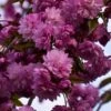 Cerisier à Fleurs - Prunus Serrulata Kiku Shidare Zakura -Promos Jardin Bulbes Magasin Prunus serrulata Kiku Shidare Zakura 84231 1