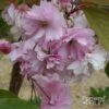 Cerisier à Fleurs - Prunus Serrulata Pink Perfection -Promos Jardin Bulbes Magasin Prunus serrulata Pink Perfection 87760 1