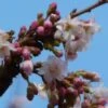 Cerisier à Fleurs D'automne - Prunus Subhirtella Autumnalis Rosea -Promos Jardin Bulbes Magasin Prunus x subhirtella Autumnalis Rosea 84236 1