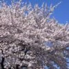 Cerisier à Fleurs - Prunus Yedoensis -Promos Jardin Bulbes Magasin Prunus yedoensis 87320 1