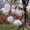 Cerisier à Fleurs Pleureur - Prunus Yedoensis Shidare Yoshino -Promos Jardin Bulbes Magasin Prunus yedoensis Shidare Yoshino 84239 1