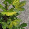Pseudopanax Gecko Gold - Houpara -Promos Jardin Bulbes Magasin Pseudopanax Gecko Gold 85306 1