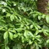 Pseudopanax Laetus -Promos Jardin Bulbes Magasin Pseudopanax laetus 16692 1