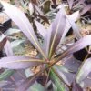 Pseudopanax Lessonii Dark Star - Houpara -Promos Jardin Bulbes Magasin Pseudopanax lessonii Dark Star 83445 1