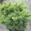 Pseudotsuga Menziesii Bhiela Lhota - Douglas -Promos Jardin Bulbes Magasin Pseudotsuga menziesii Bhiela Lhota 758002 1