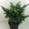 Sapin De Douglas - Pseudotsuga Menziesii Fletcheri -Promos Jardin Bulbes Magasin Pseudotsuga menziesii Fletcheri 759002 1