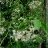 Pterostyrax Corymbosa -Promos Jardin Bulbes Magasin Pterostyrax corymbosa 85748 1