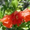 Grenadier à Fleurs - Punica Granatum Maxima Rubra -Promos Jardin Bulbes Magasin Punica granatum Maxima Rubra 83451 1