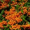 Pyracantha Orange Glow - Buisson Ardent -Promos Jardin Bulbes Magasin Pyracantha Orange Glow 781796 1