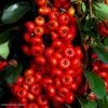 Pyracantha SAPHYR Rouge - Buisson Ardent -Promos Jardin Bulbes Magasin Pyracantha SAPHYR Rouge 84242 1