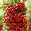 Pyracantha Coccinea Red Star - Buisson Ardent -Promos Jardin Bulbes Magasin Pyracantha coccinea Red Star Buisson ardent copyright 17934 1