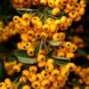 Pyracantha Coccinea Saphyr Jaune - Buisson Ardent -Promos Jardin Bulbes Magasin Pyracantha coccinea Saphyr Jaune 1001782 1