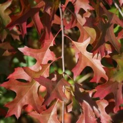 Chêne Des Marais Nain - Quercus Palustris Isabel