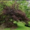 Chêne Pourpre - Quercus Robur Purpurascens -Promos Jardin Bulbes Magasin Quercus robur Purpurascens 84249 1