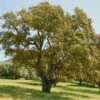 Chêne Liège - Quercus Suber -Promos Jardin Bulbes Magasin Quercus suber 84250 1
