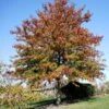 Chêne Des Marais - Quercus Palustris -Promos Jardin Bulbes Magasin Quercus palustris 781542 1