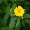Reinwardtia Indica - Lin Jaune Arbustif 1 Reinwardtia Indica - Lin Jaune Arbustif -Promos Jardin Bulbes Magasin Reinwardtia indica LD Flickr Valke 16277 FE