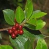 Rhamnus Alaternus - Alaterne -Promos Jardin Bulbes Magasin Rhamnus alaternus 87333 1