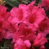 Rhododendron Anna Rose Whitney - Grand Rhododendron -Promos Jardin Bulbes Magasin Rhododendron Anna Rose Whitney 84280 1