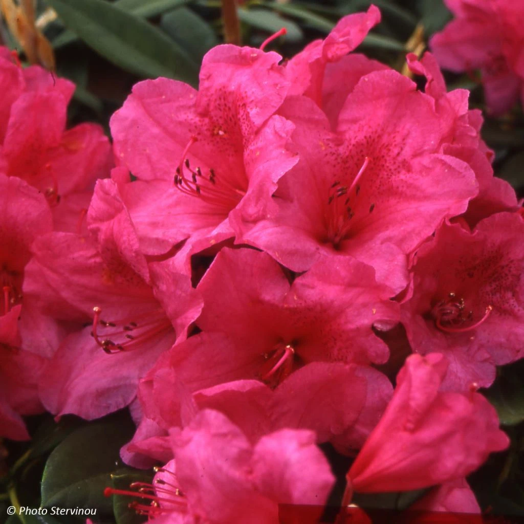 Rhododendron Anna Rose Whitney - Grand Rhododendron 3 Rhododendron Anna Rose Whitney - Grand Rhododendron