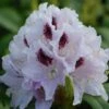 Rhododendron Calsap - Grand Rhododendron -Promos Jardin Bulbes Magasin Rhododendron Calsap 0563002 1