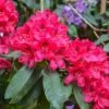 Rhododendron Elisabeth - Rhododendron Nain -Promos Jardin Bulbes Magasin Rhododendron Elisabeth 89062 1
