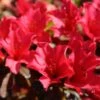 Rhododendron Elizabeth Red Foliage -Promos Jardin Bulbes Magasin Rhododendron Elizabeth Red Foliage copyright 1001881 1