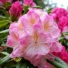 Rhododendron Inkarho Brigitte -Promos Jardin Bulbes Magasin Rhododendron Inkarho Brigitte 84261 1
