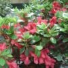 Azalée Du Japon Johanna - Rhododendron Hybride -Promos Jardin Bulbes Magasin Rhododendron Johanna 781701 1