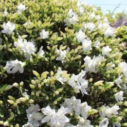 Azalée Du Japon Luzi - Rhododendron Hybride