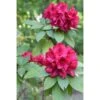 Rhododendron Hybride Moser's Maroon -Promos Jardin Bulbes Magasin Rhododendron Moser s Maroon 89065 1